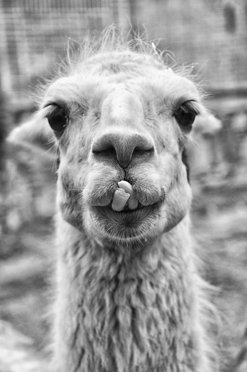 Free Hairy Head of a Llama Stock Photo
