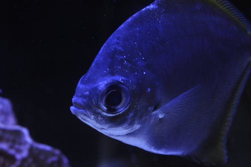 Free stock photo of fish, fish eye, fish tank Stock Photo