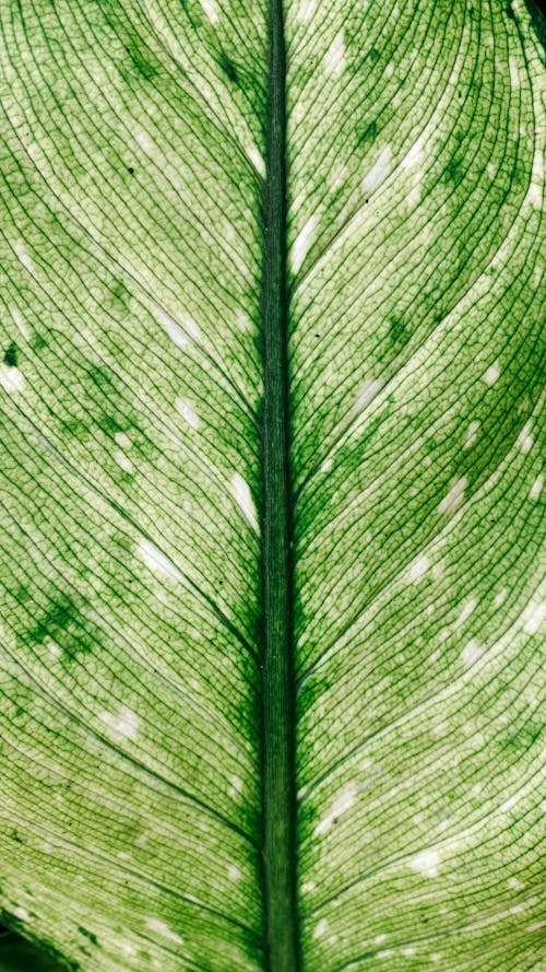 Green leaf of tropical plant with veins