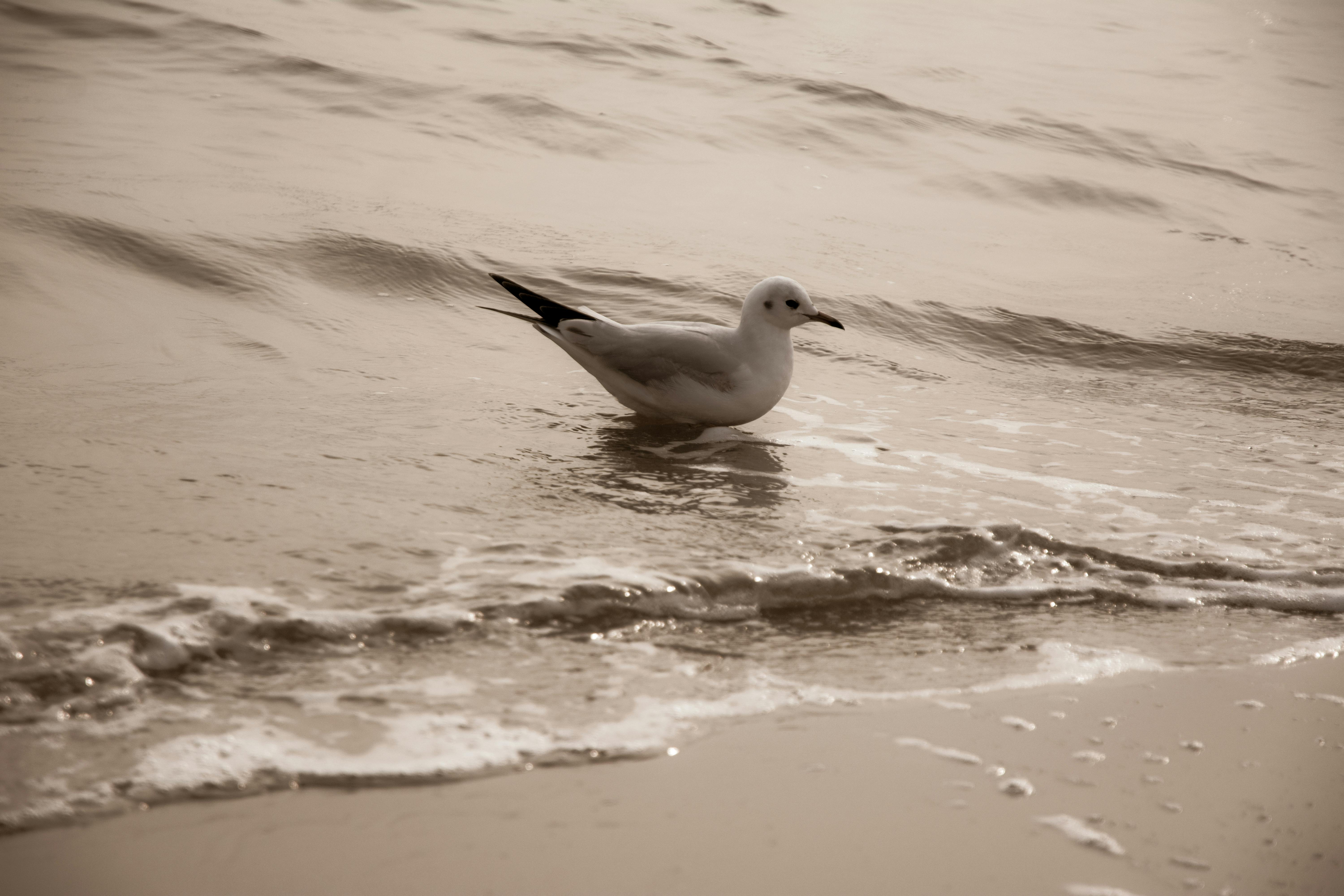 A tranquil scene of a seagull wading in gentle waves on a sandy beach
