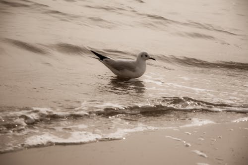 Gratis lagerfoto af bølger, dagslys, dyr Lagerfoto
