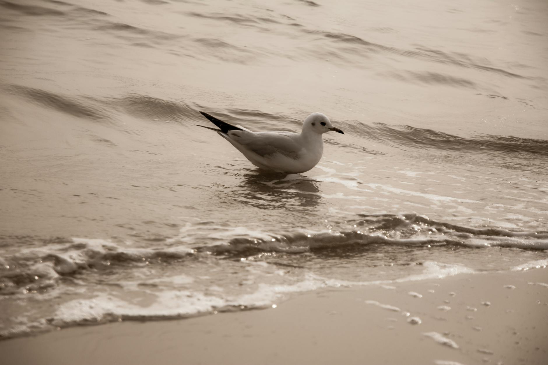 A tranquil scene of a seagull wading in gentle waves on a sandy beach