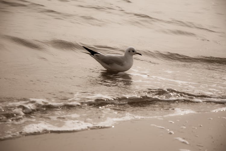 White And Black Bird On Water