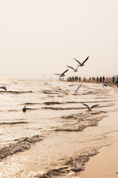 Free Seagulls soar above the waves on a serene day at Qinhuangdao Beach, Hebei, China. Stock Photo