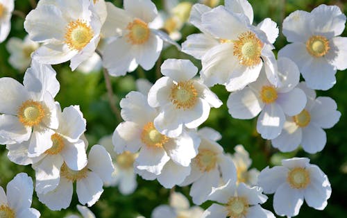 White 5 Petaled Flower