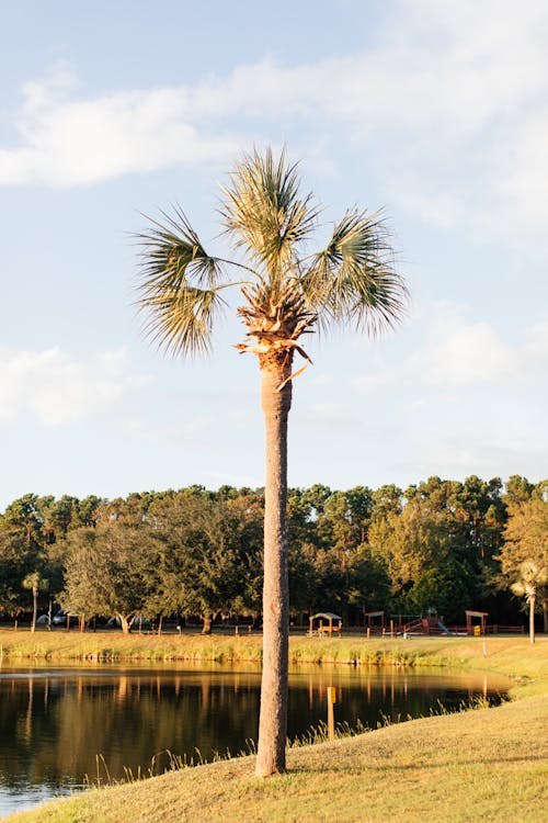 Sabal Palm Beside a Lake