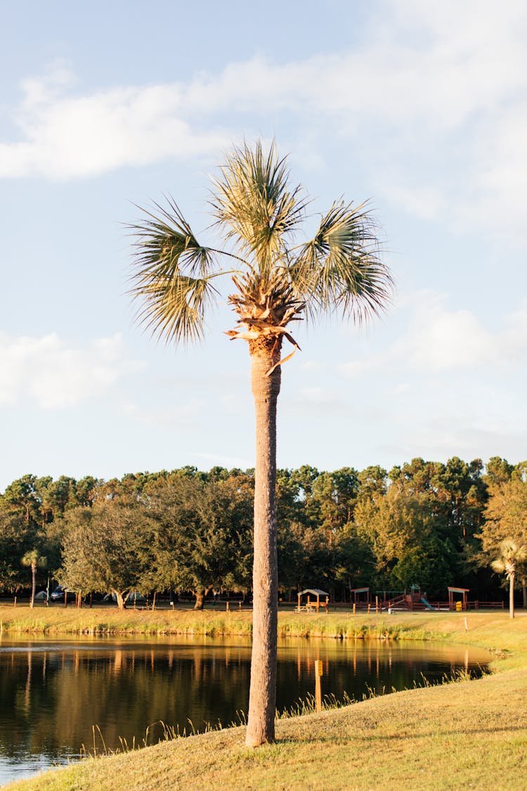 Sabal Palm Beside A Lake