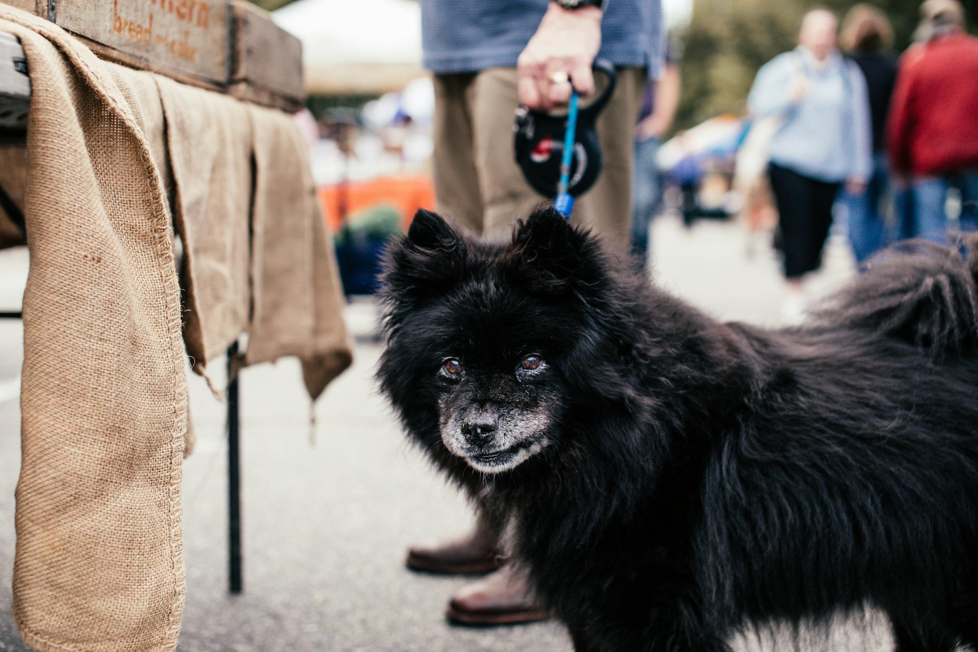 Black German Spitz Mittel on the Street