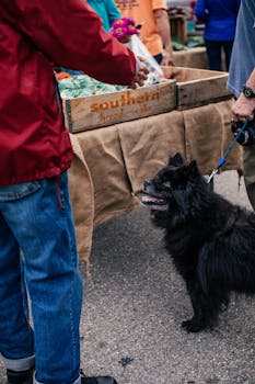 Black Spitz dog on a leash at a farmers market with people shopping around.
