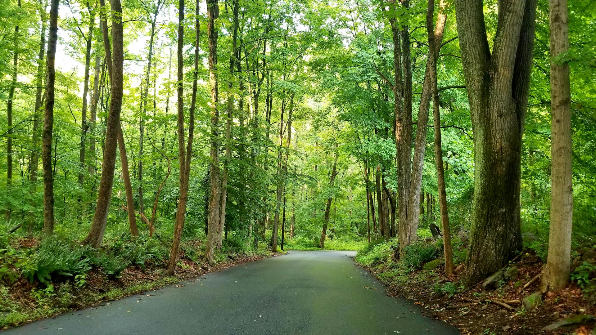 Tranquil road through lush green forest in Tewksbury, New Jersey on a sunny day.