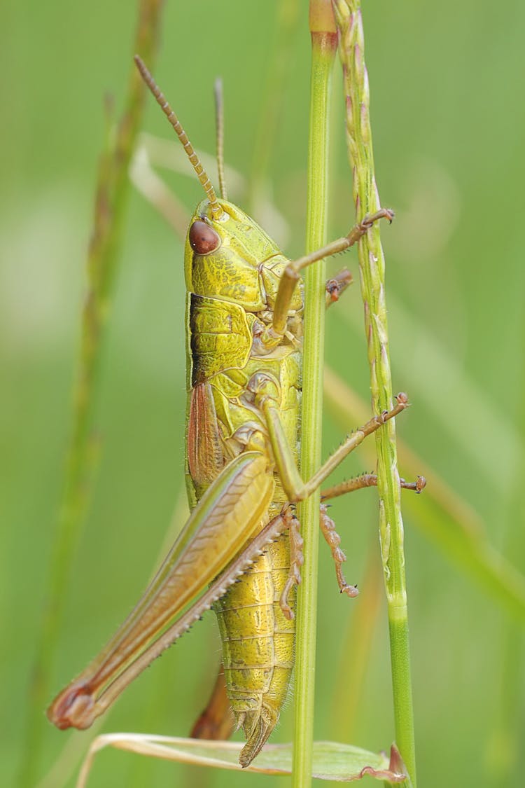 Green Grasshopper