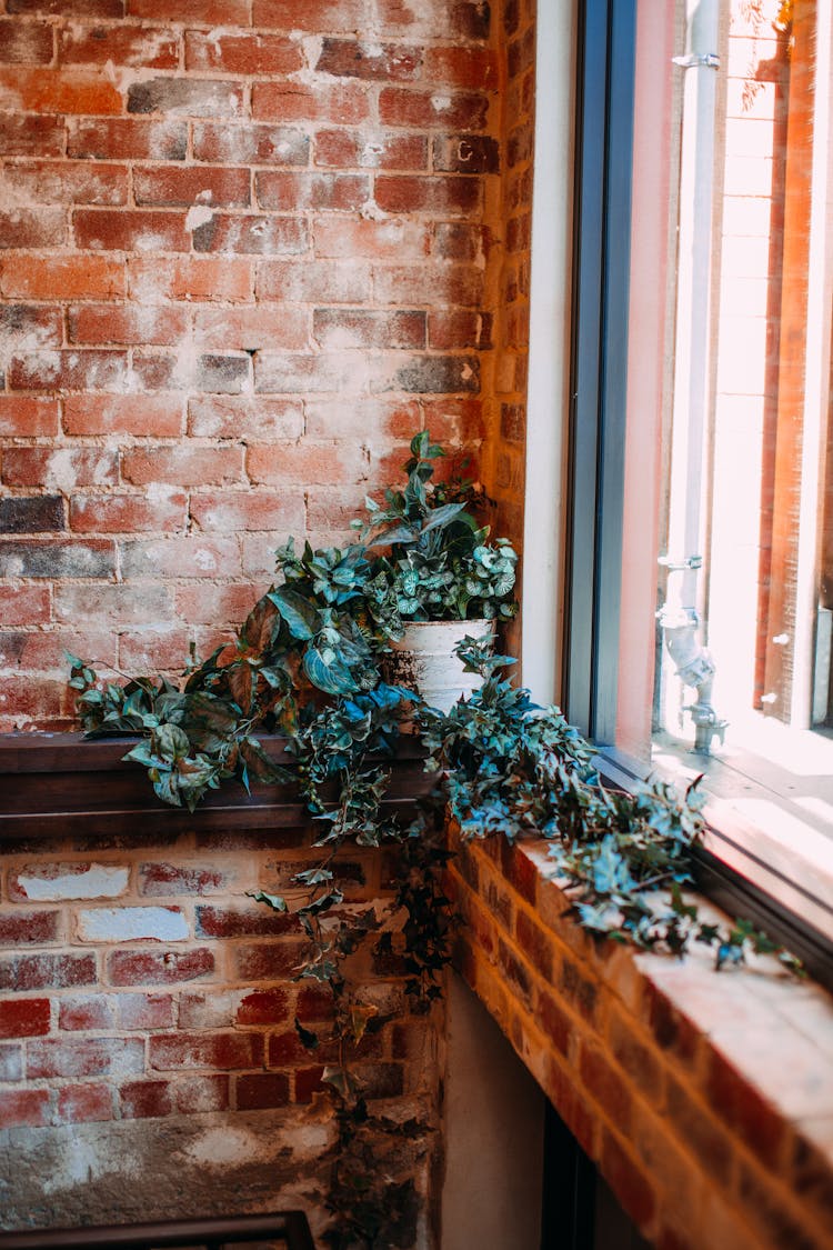 A Potted Vine Plant On The Corner Of A House