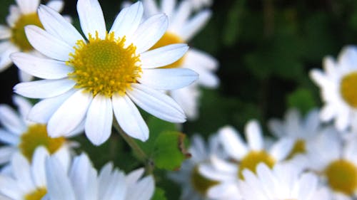 Fleurs Blanches Et Jaunes