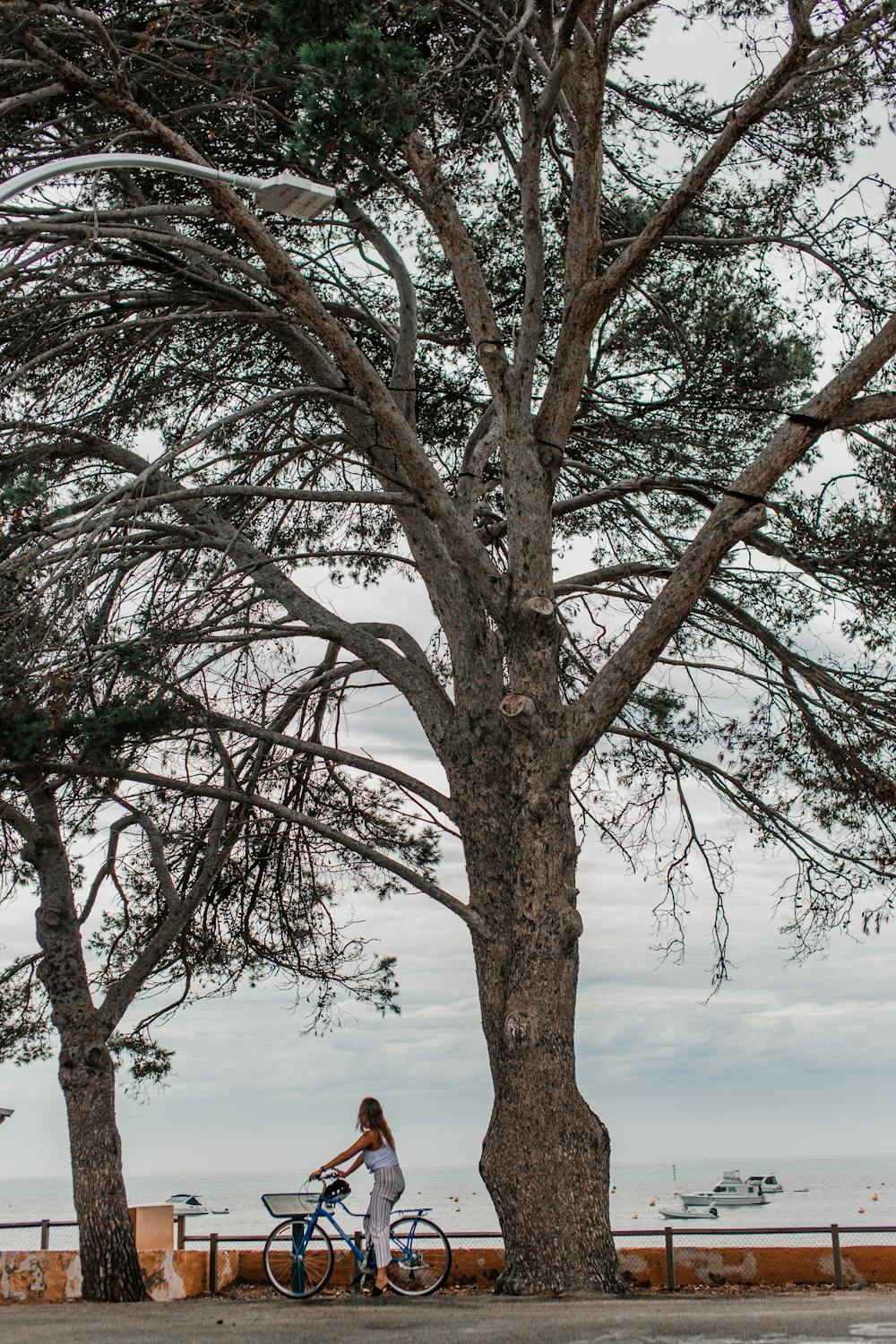 A Person Riding a Bike under a Tree · Free Stock Photo