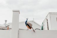 A Peafowl Standing on a White Wall