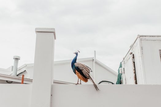 A Peafowl Standing on a White Wall