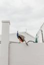A Peafowl Standing on a White Wall