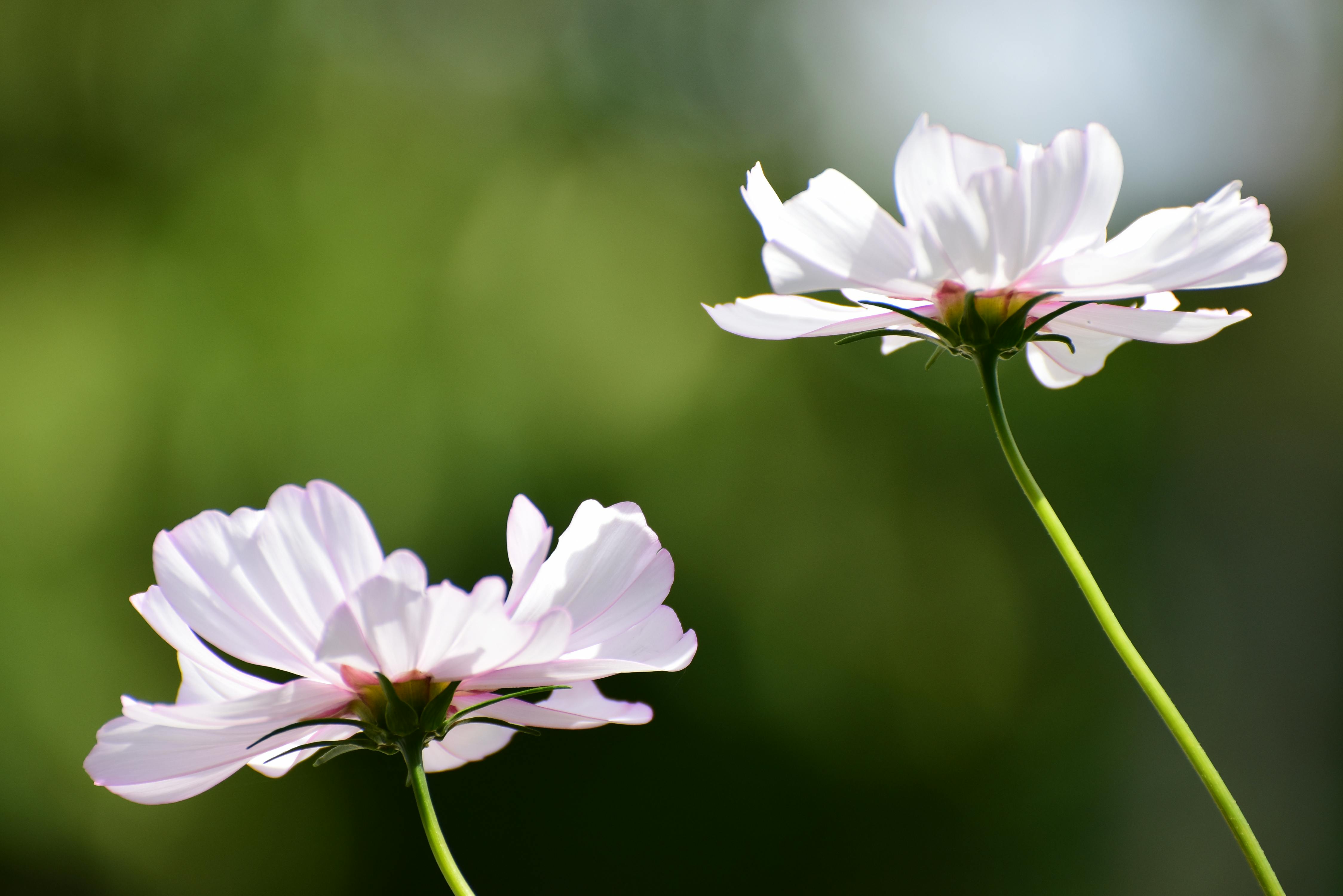 有关宇宙 花的免费素材图片