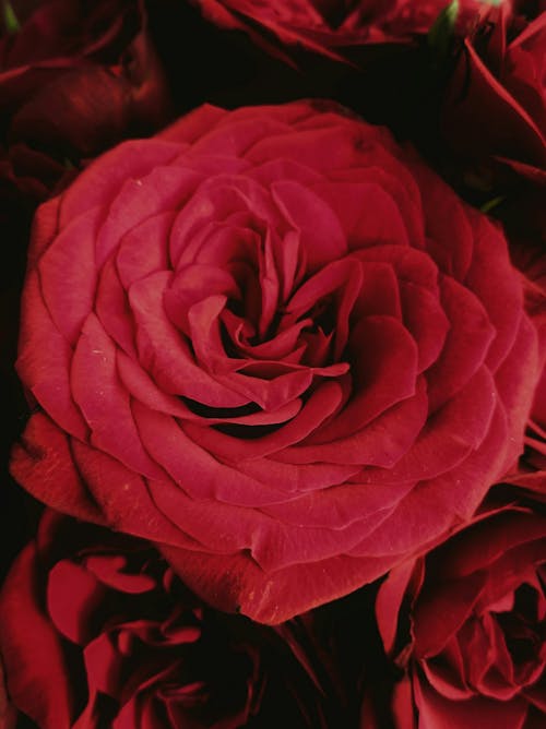 Бесплатное стоковое фото с благоухающий, красивый, Красная роза