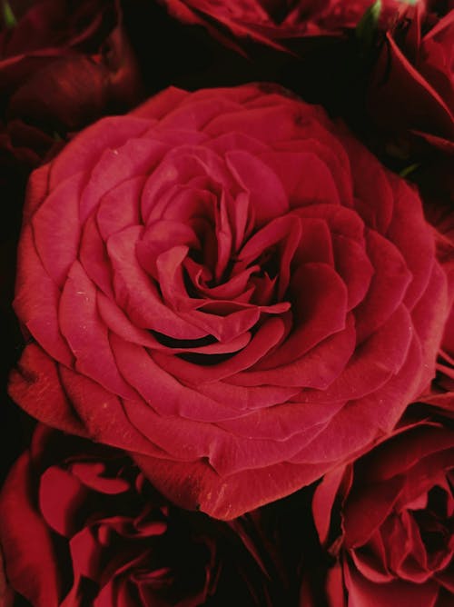 Red Rose in Close Up Photography