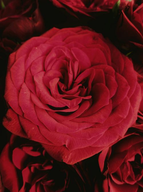 Free A beautiful close-up view of vibrant red rose petals, perfect for romantic and floral themes. Stock Photo