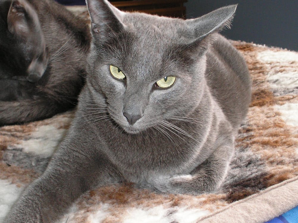 ネコ 灰色の猫の無料の写真素材 ネコ 灰色の猫の無料の写真素材