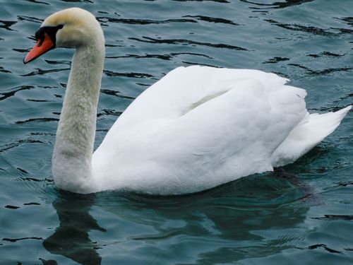 Free stock photo of deep water, swan Stock Photo