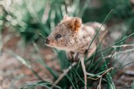 Close-up of a cute quokka surrounded by grass in its natural habitat.