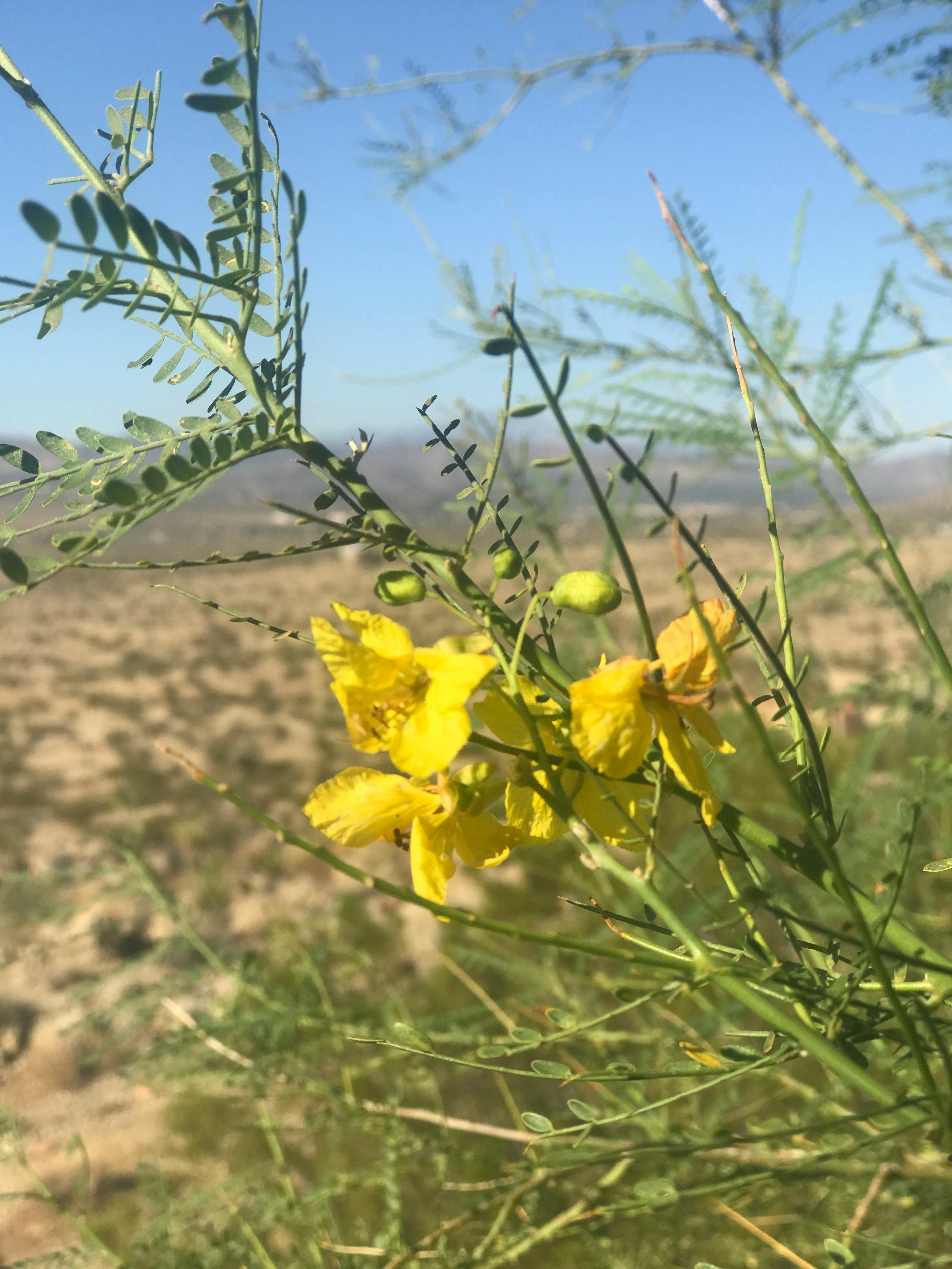 Free stock photo of desert, flower, usa