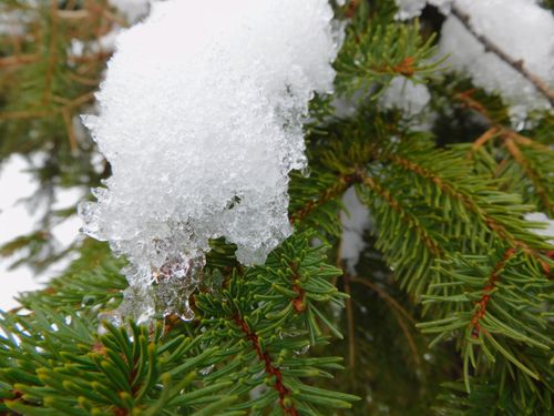 Free stock photo of fir, pine leaves, snowy Stock Photo