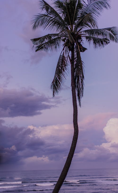 Free Green Palm Tree Under White Clouds Stock Photo