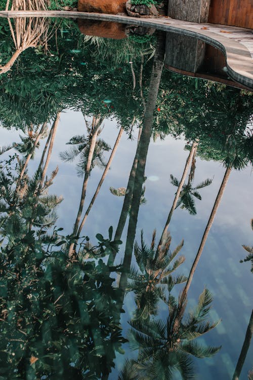 Základová fotografie zdarma na téma odraz vody, plavecký bazén, stromy