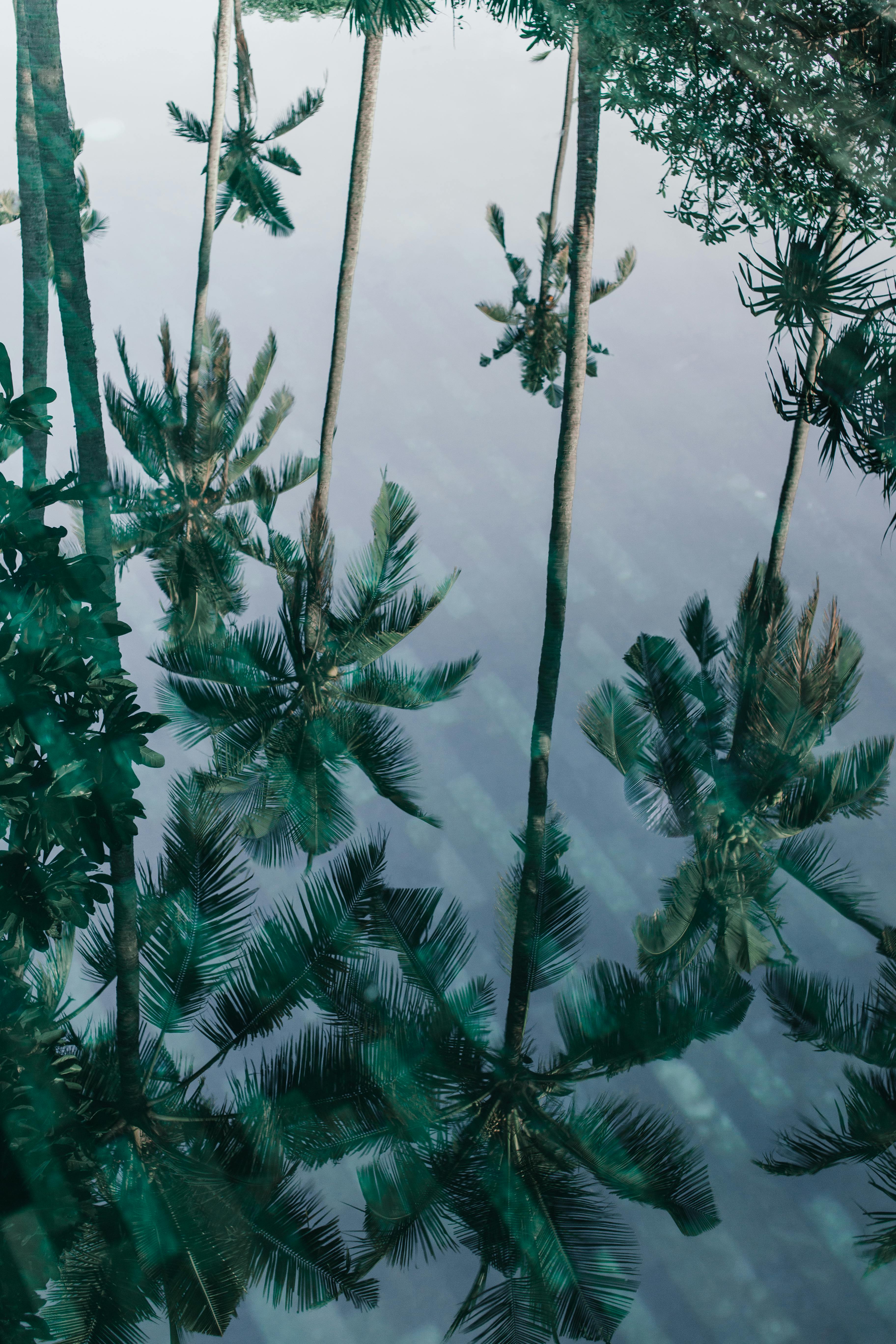 Serene reflection of palm trees in calm water, a tranquil nature scene.