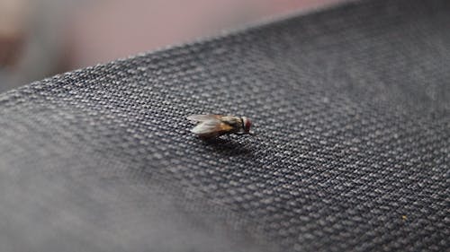 Обычная домашняя муха на черном текстиле