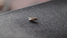 这张特写图像捕捉了家蝇在纹理织物上的细节