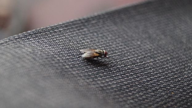 这张特写图像捕捉了家蝇在纹理织物上的细节