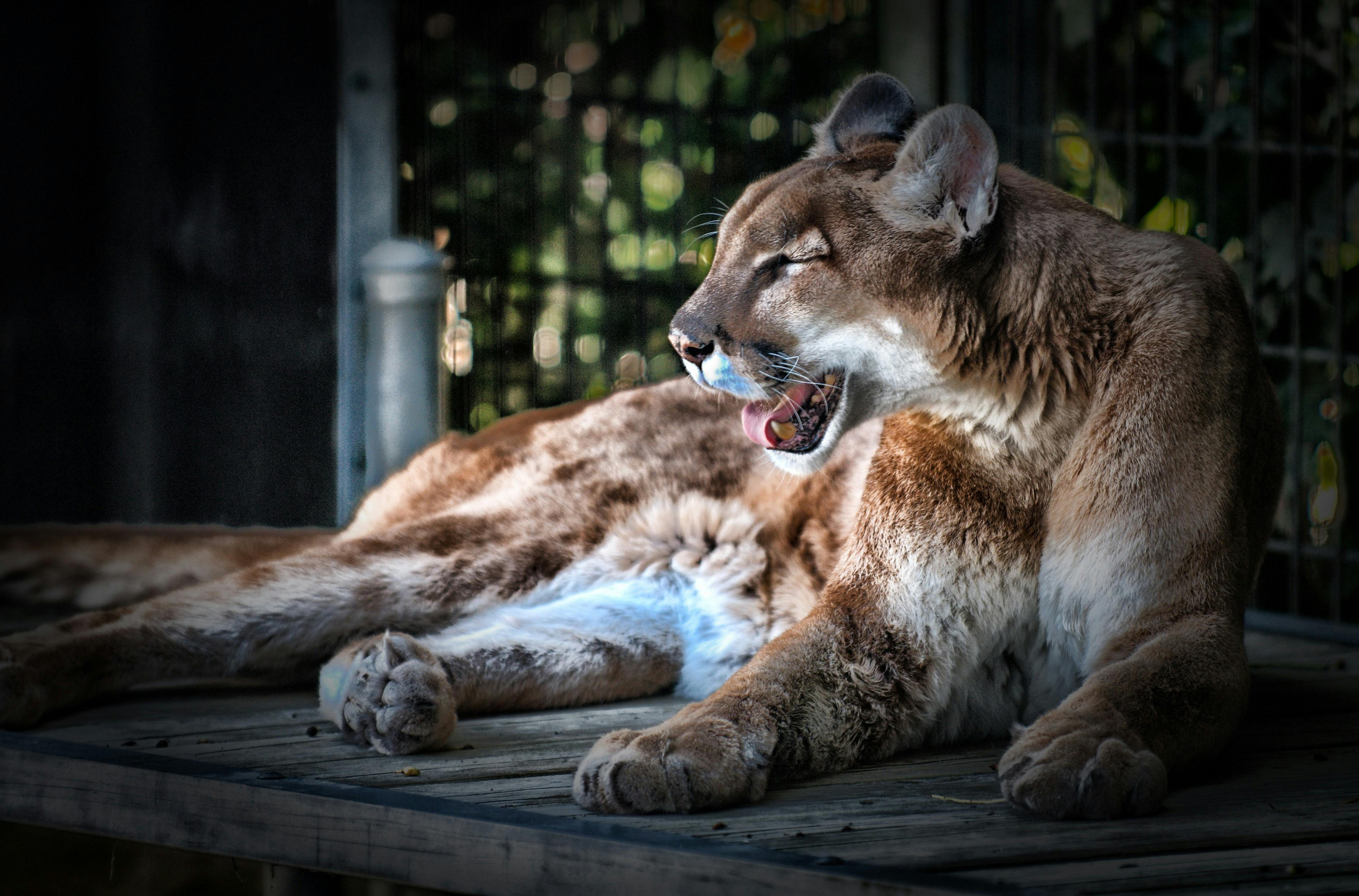 Mountain Lion \u00b7 Free Stock Photo