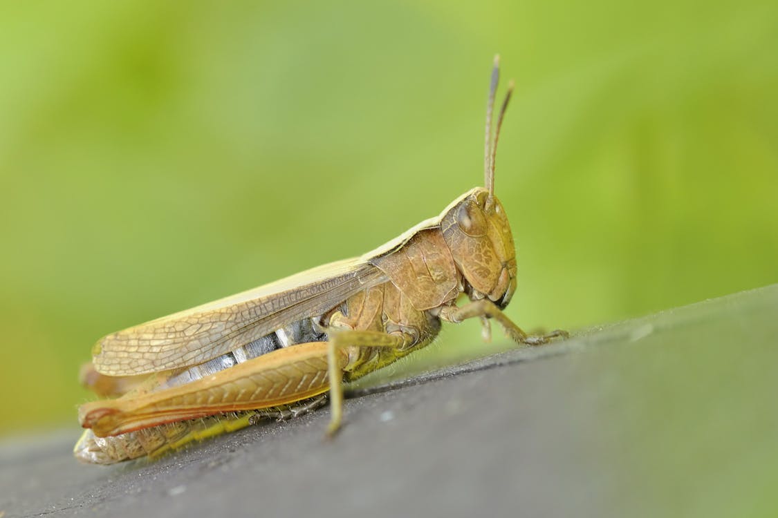 Green and Brown Grasshopper
