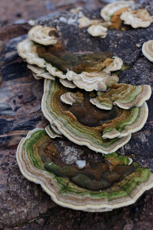 Foto d'estoc gratuïta de bolet, bolets, bracket