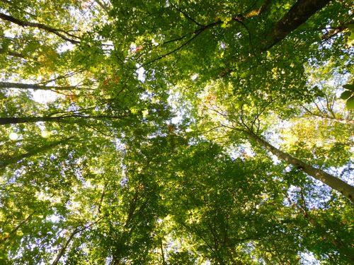 Free stock photo of forest trees, sunshine, trees Stock Photo