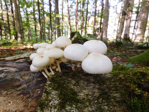 Free stock photo of forest, forest mushroom, mushroom Stock Photo