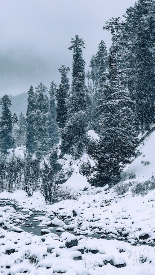 Fotos de stock gratuitas de arboles, cubierto de nieve, escarchado