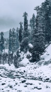 Snow-covered trees and landscape create a serene winter scene in a remote forest.