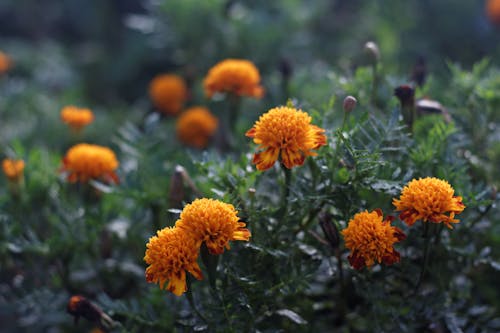Orange Flowers in Tilt Shift Lens