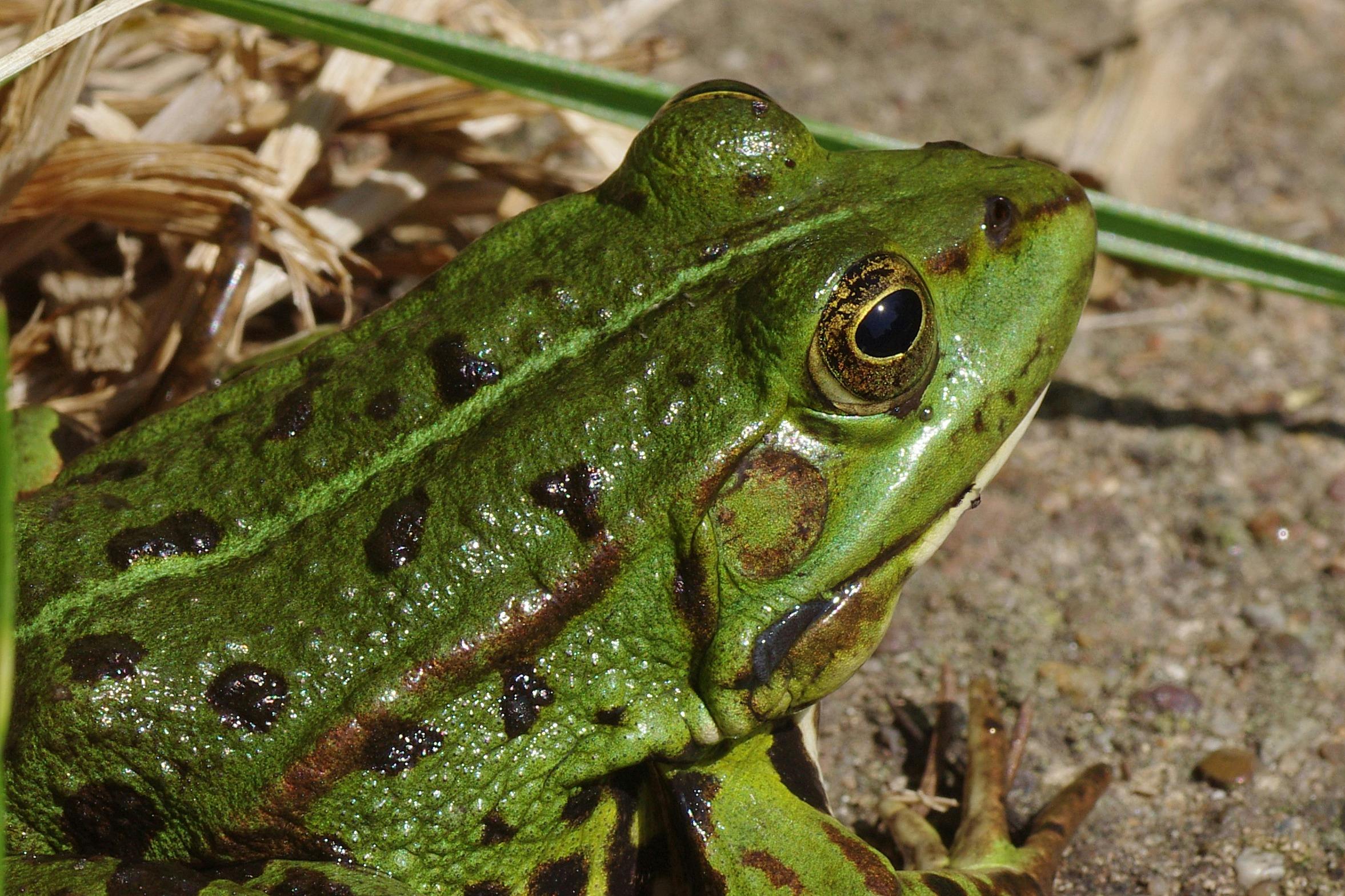 Green Tree Frog Perching on Tree during Daytime · Free Stock Photo