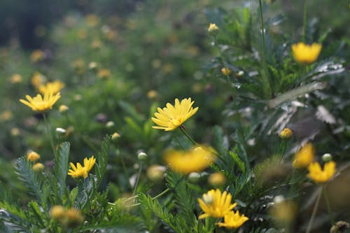 Foto d'estoc gratuïta de flors grogues, groc, jardí