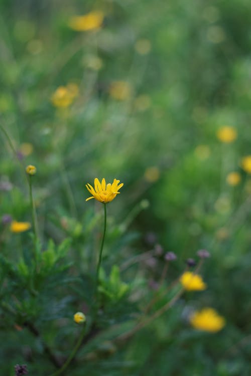 Darmowe zdjęcie z galerii z kwiat, łąka, natura