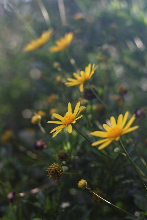 Close-Up Photo of Yellow Flowers