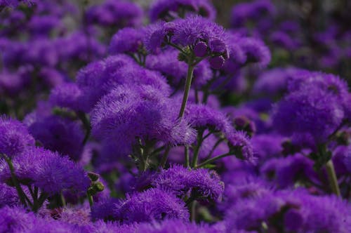 無料 フォーカス写真の紫色の花 写真素材
