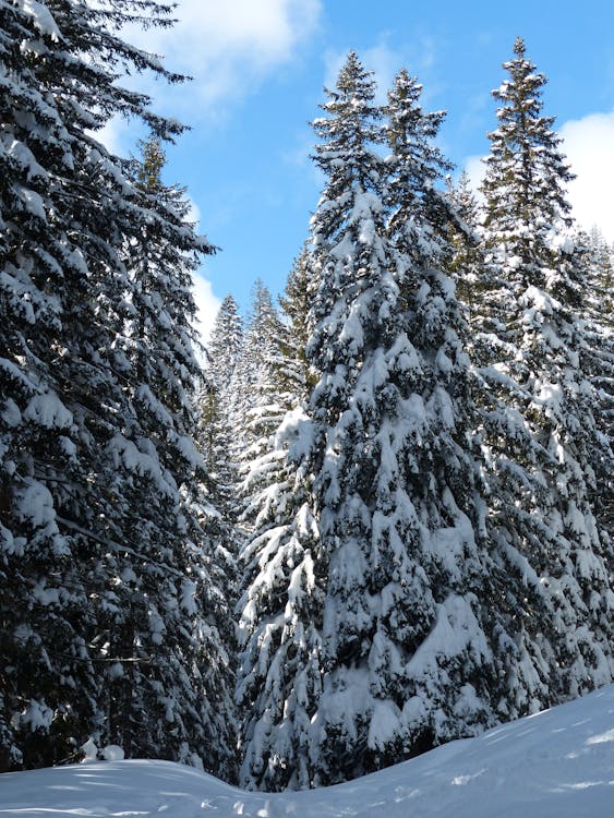 免费 雪场与绿色松树在白天的蓝天和白云下 素材图片